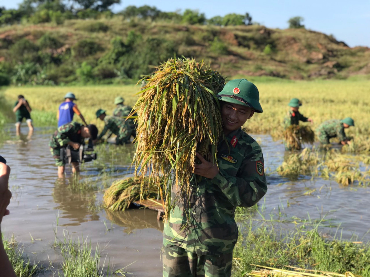 Mưa lũ gây ảnh hưởng đến diện tích trồng lúa của người dân