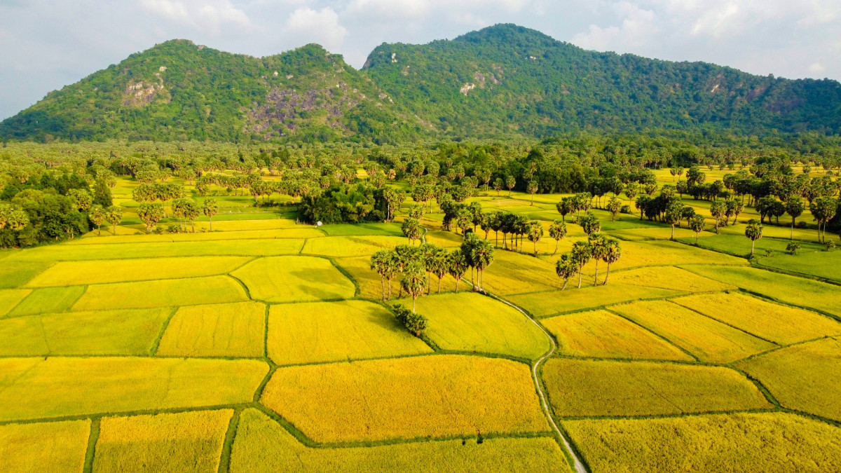 An Giang mùa vàng bất tận trên cánh đồng lúa chín Tà Pạ